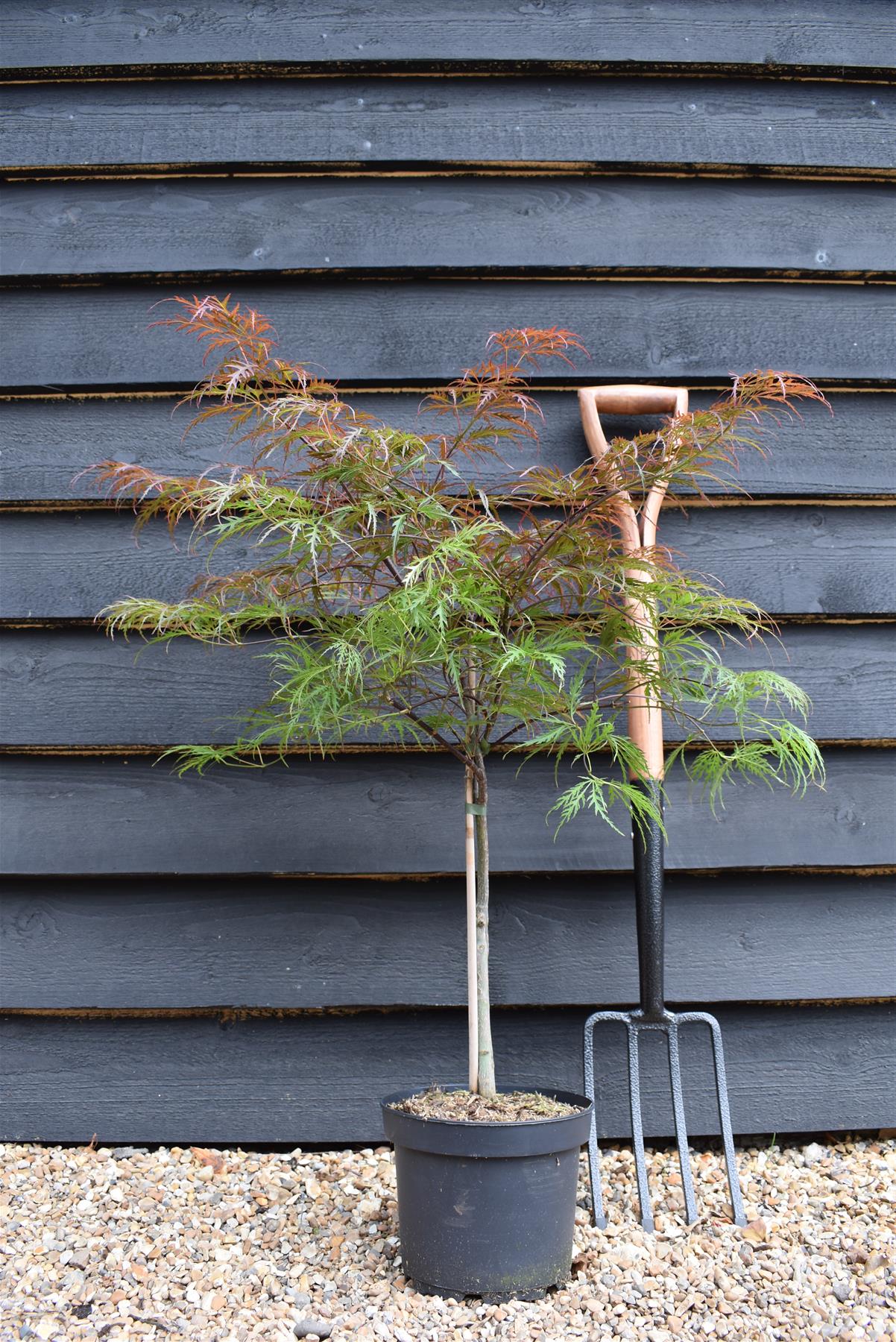 Acer palmatum 'Garnet' | Japanese Maple 'Garnet' - Bushy - Height 50-70cm - 4lt