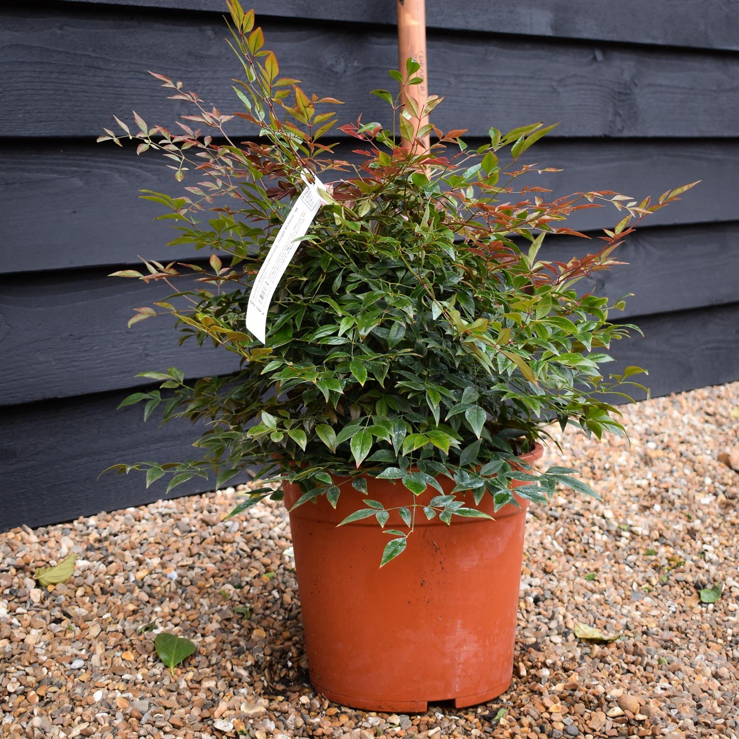 Nandina domestica | Heavenly Bamboo - Height 50-70cm - 9lt