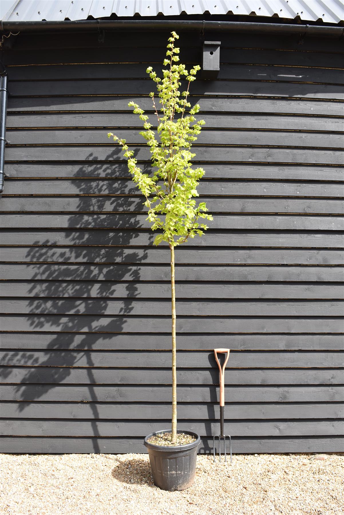 Tilia cordata Winter Orange | Littleleaf Linden | Small-leaved Lime - Clear Stem - Standard - Girth 10-12cm - Height 300-320cm - 35lt