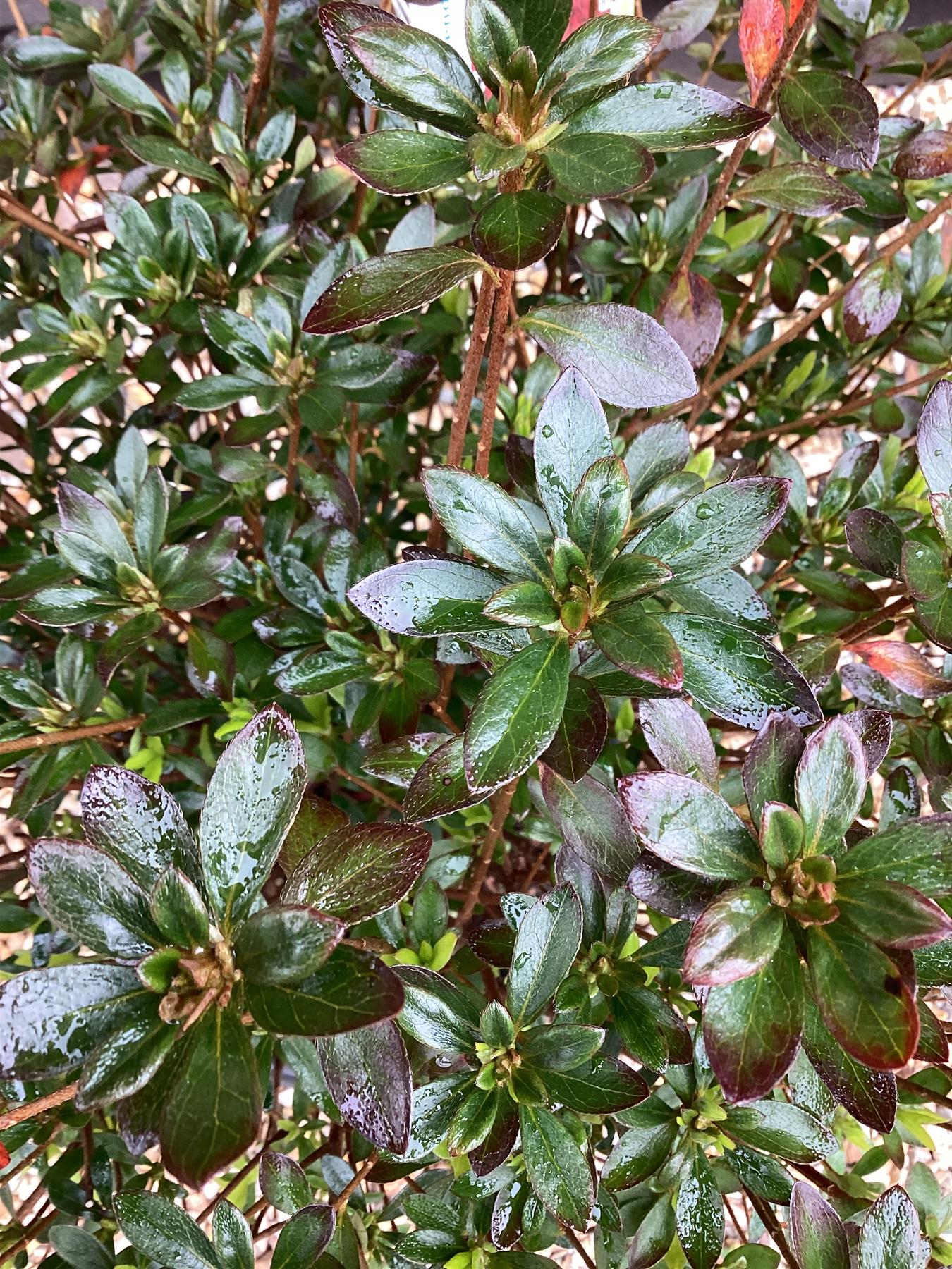 Azalea Japonica Japanese Red| Rhododendron Japanese Red - 50-60cm - 7lt