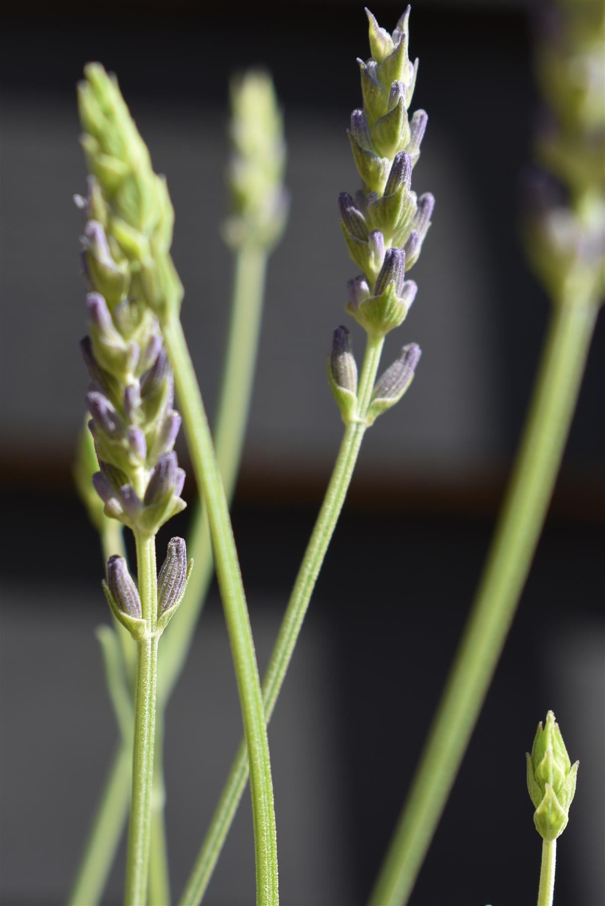 Lavandula x intermedia Phenomenal - 10-30cm, 3lt