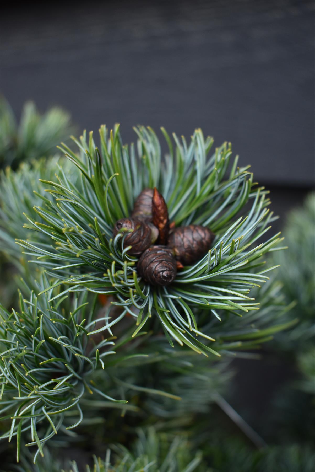 Pinus parviflora 'Fuku-Zu-Mi' | Fukuzumi White Pine - Height 60cm - Width 140cm - 80lt