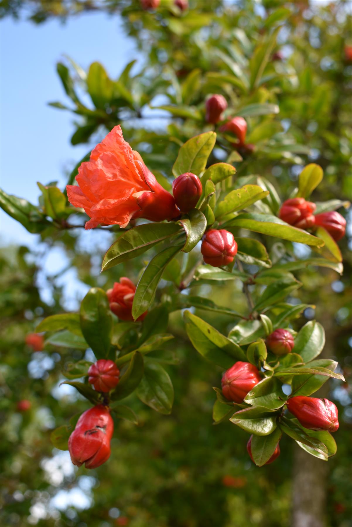 Punica granatum - Pomegranate - Girth 18-20cm - 400-420cm - 150lt