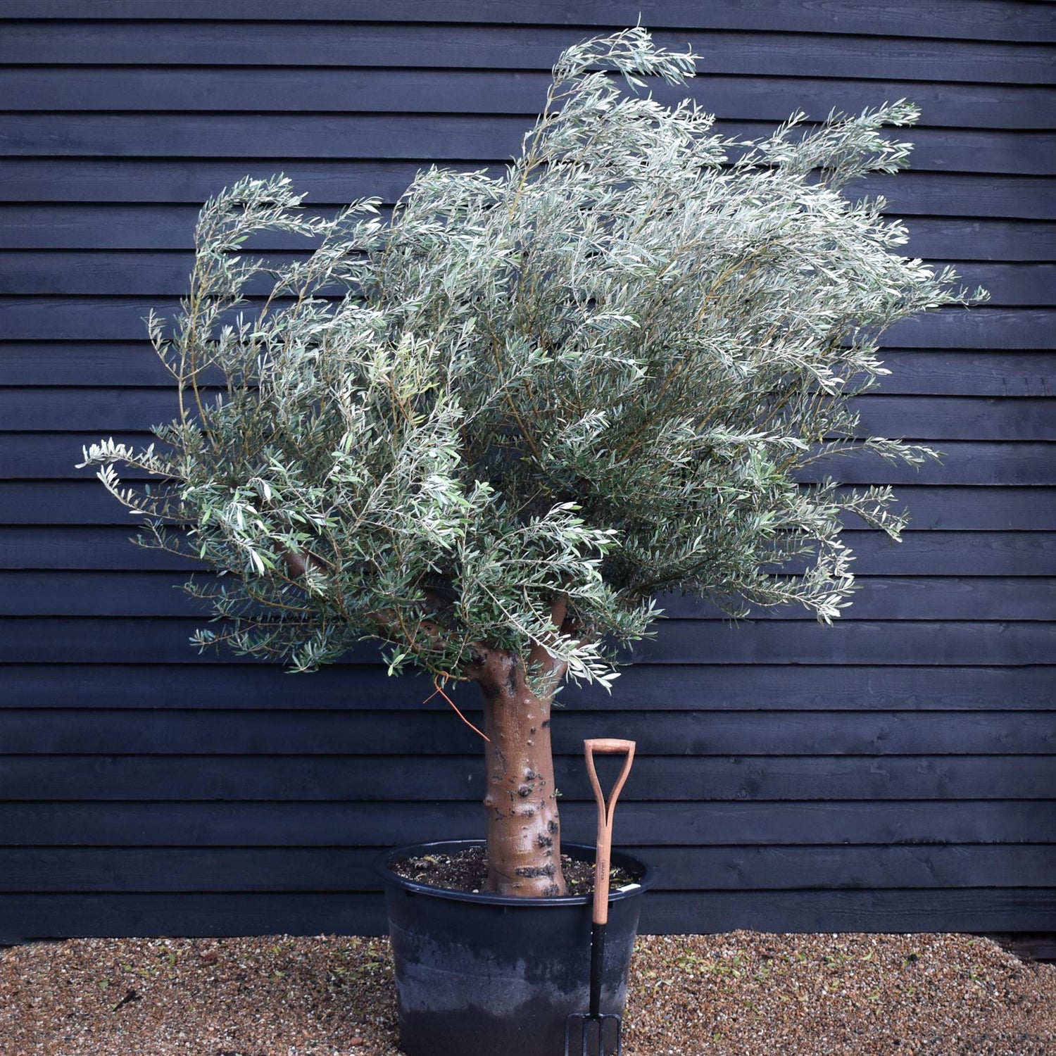 Olive Tree | Olea Europea - Specimen  - Forking branches - Height 250 -300 cm - 280lt