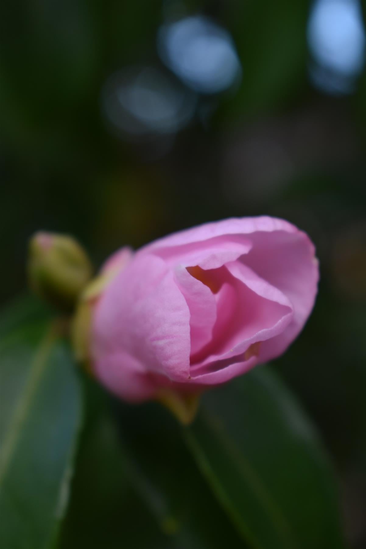 Camellia sasanqua Plantation Pink - 375cm, 250lt