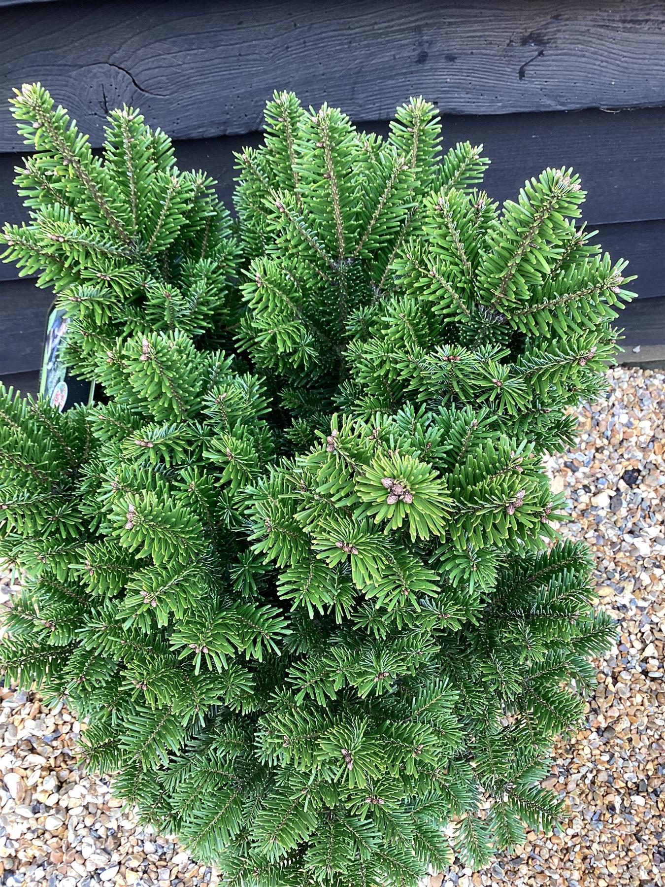 Abies Alba Fastigata | European Silver Fir - 85cm -18lt