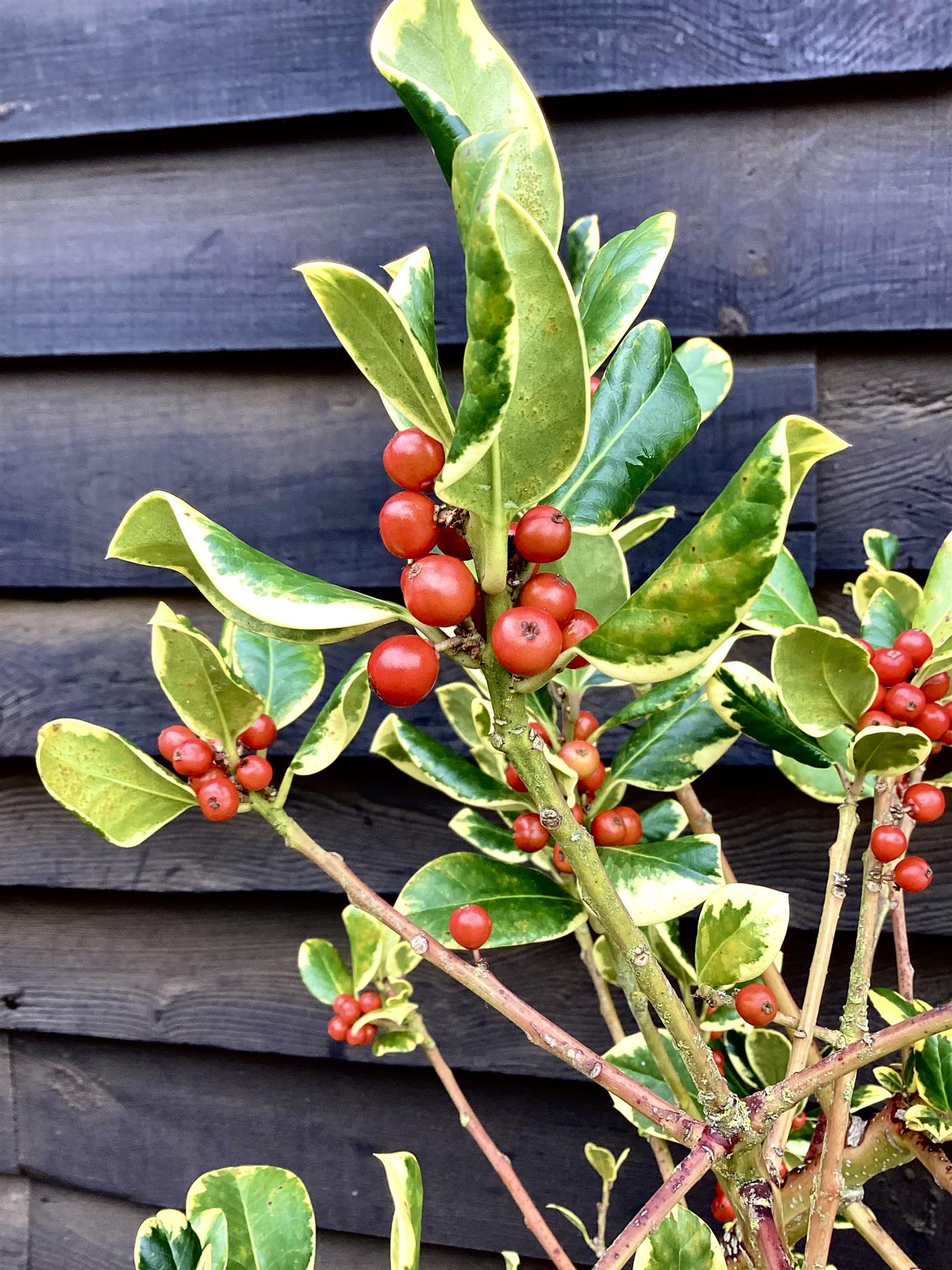 Ilex 'Golden King' | Holly 'Golden King' - 100-120, 10lt