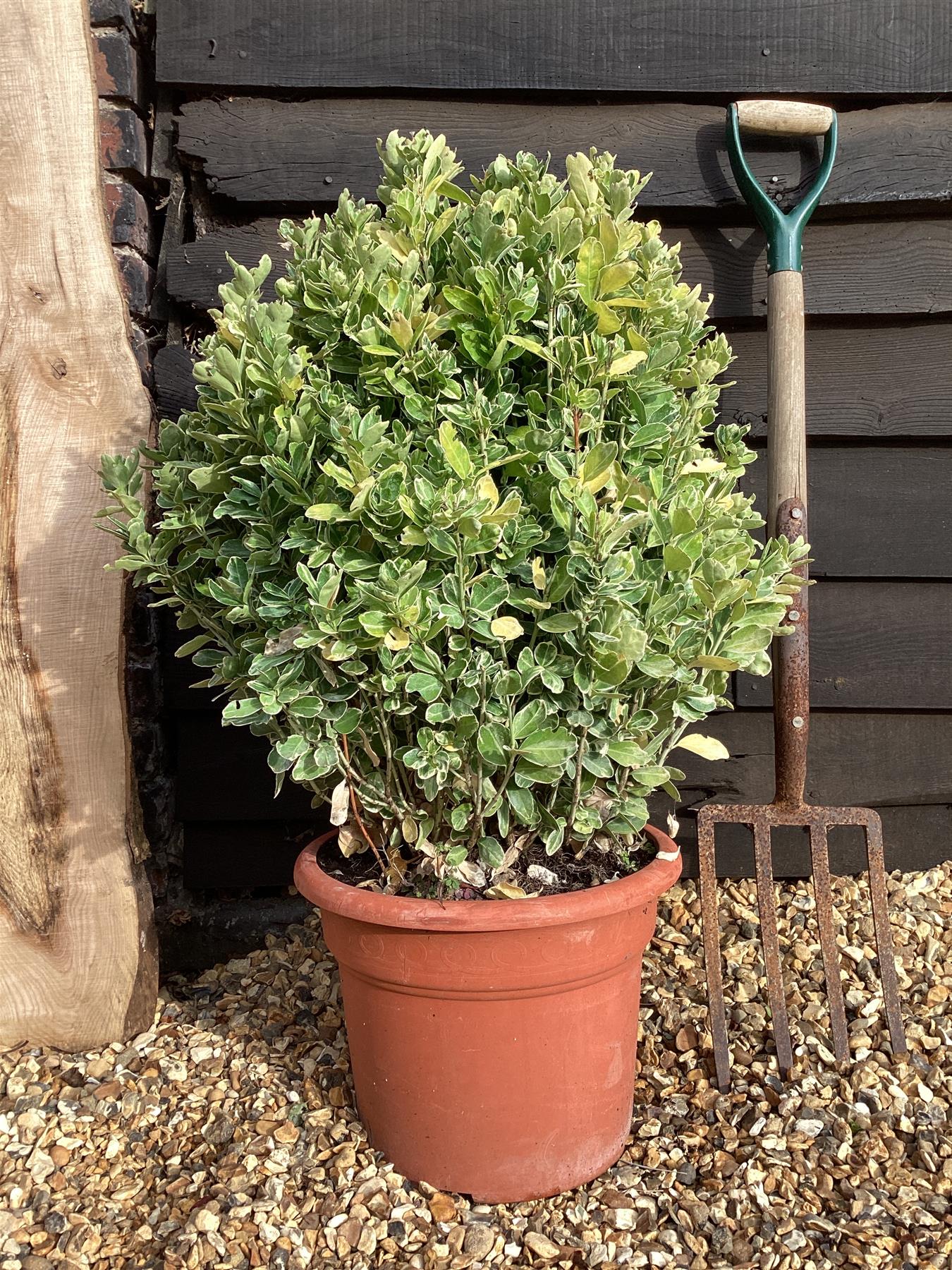 Euonymus Japonicus 'Albomarginatus' - 150/200cm, 15lt