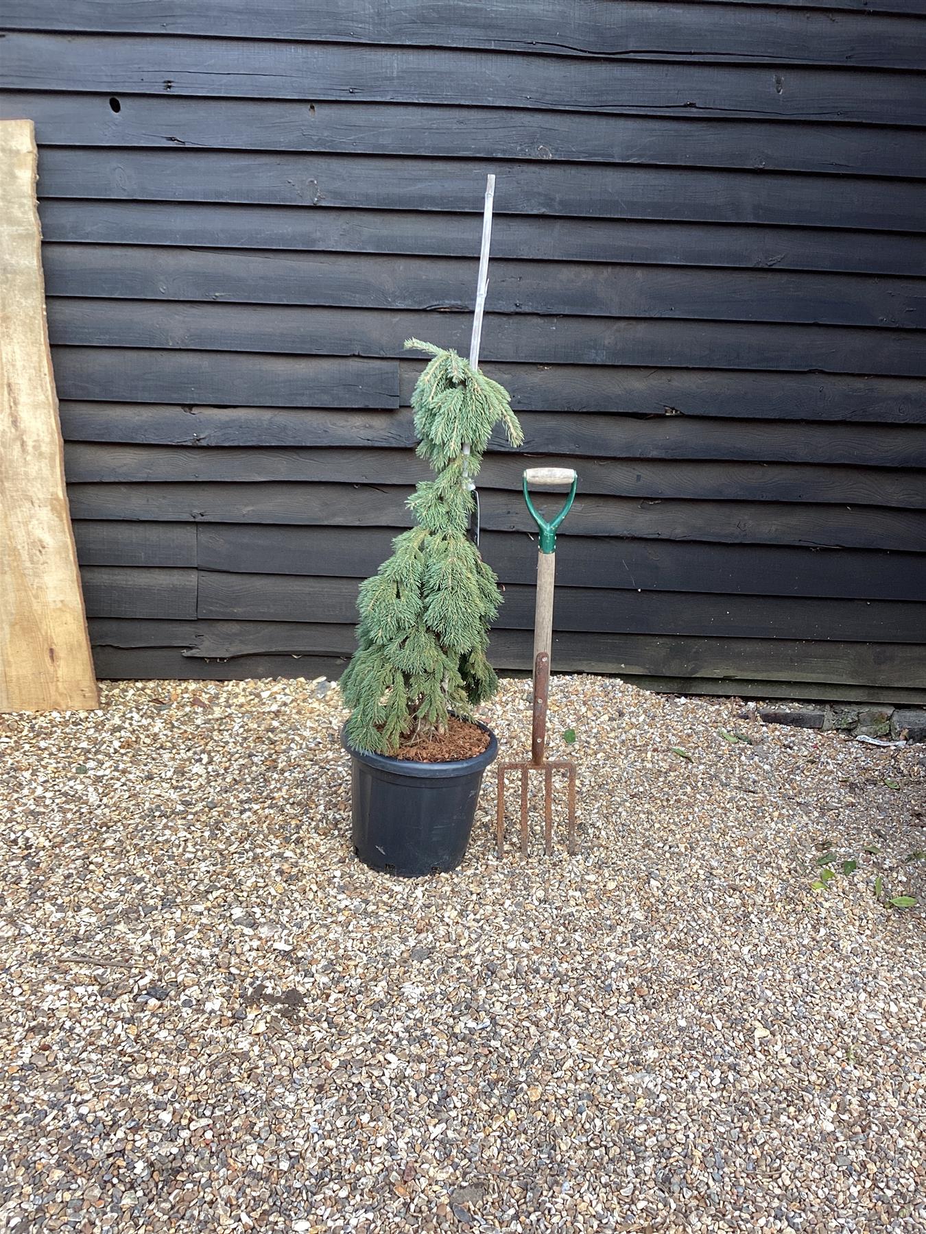 Picea Glauca 'Pendula' | white spruce 'Pendula' - Height 100cm - Width 80cm - 25lt