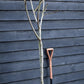 Fig | Ficus carica 'Little Miss Figgy' - Half Standard - Height 180-200cm - 35lt