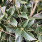 Osmanthus - Shrub| Sweet olive - Height  200-220cm, 55lt