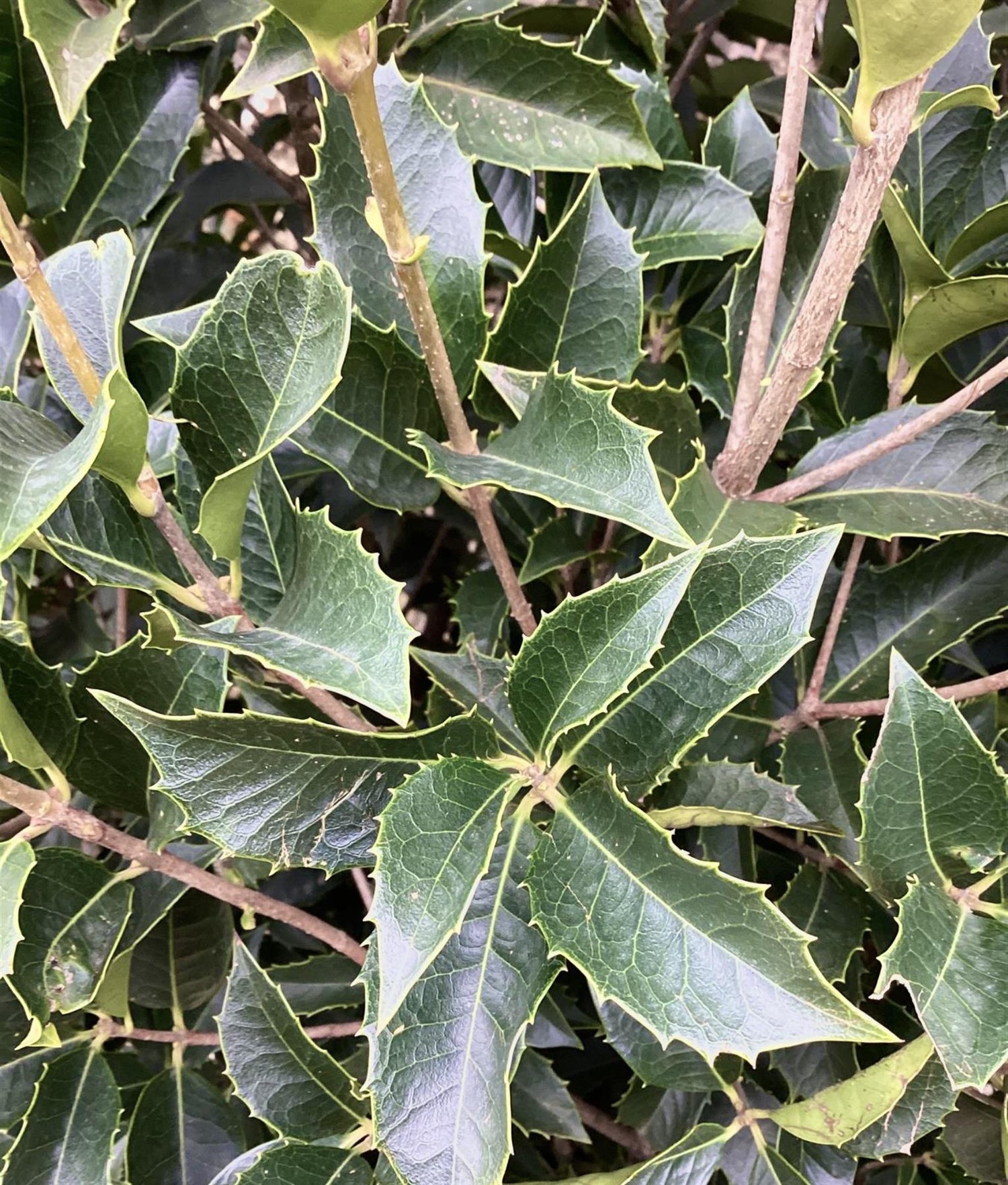 Osmanthus - Shrub| Sweet olive - Height  200-220cm, 55lt