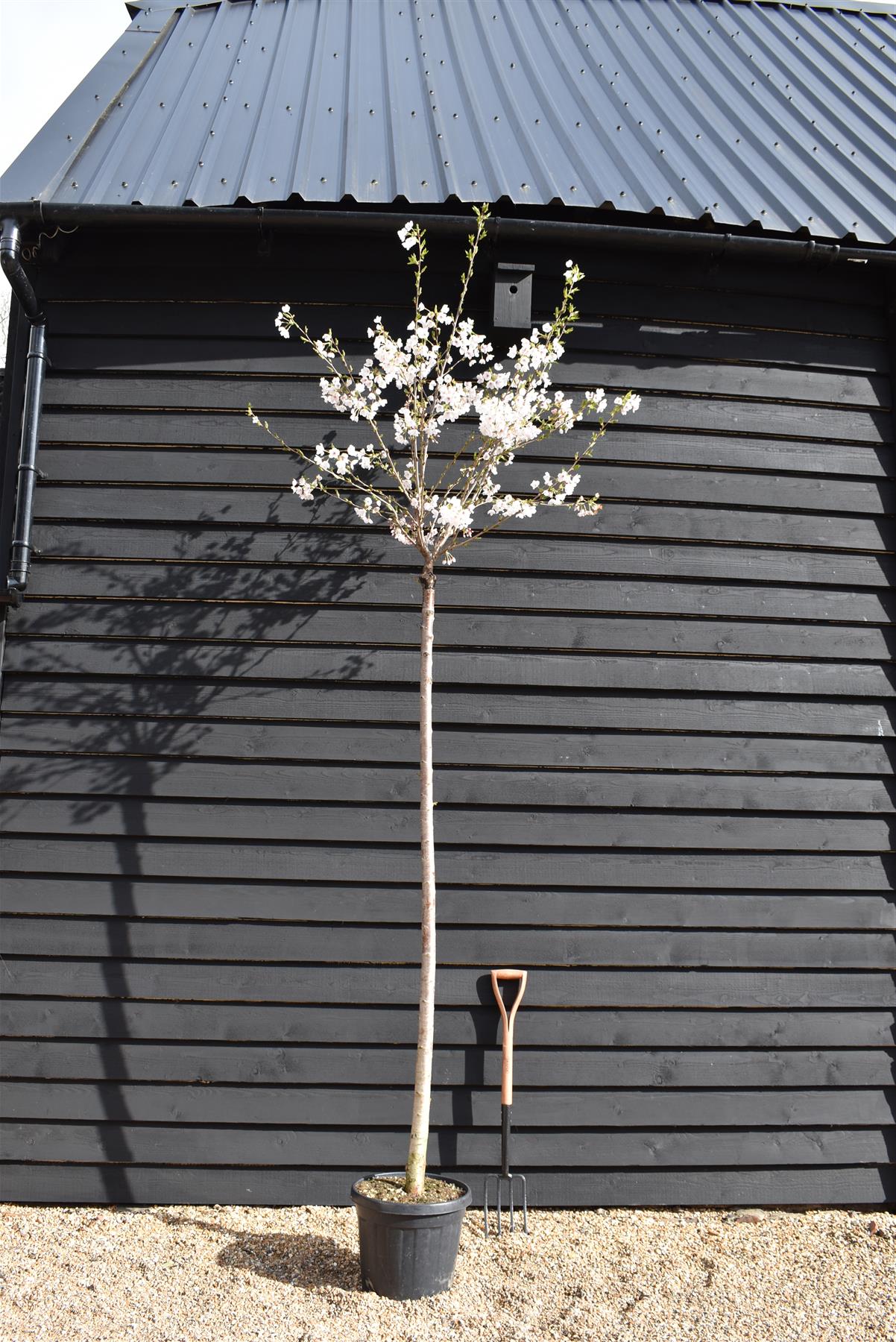 Prunus Yedoensis Shidare-Yoshino | Yoshino cherry 'Shidare-Yoshino' - Clear Stem - Girth 10-12cm - 320-340cm - 30lt