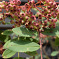 Sorbus pseudohupehensis 'Pink Pagoda' | Chinese Mountain Ash - 220-250cm, 20lt