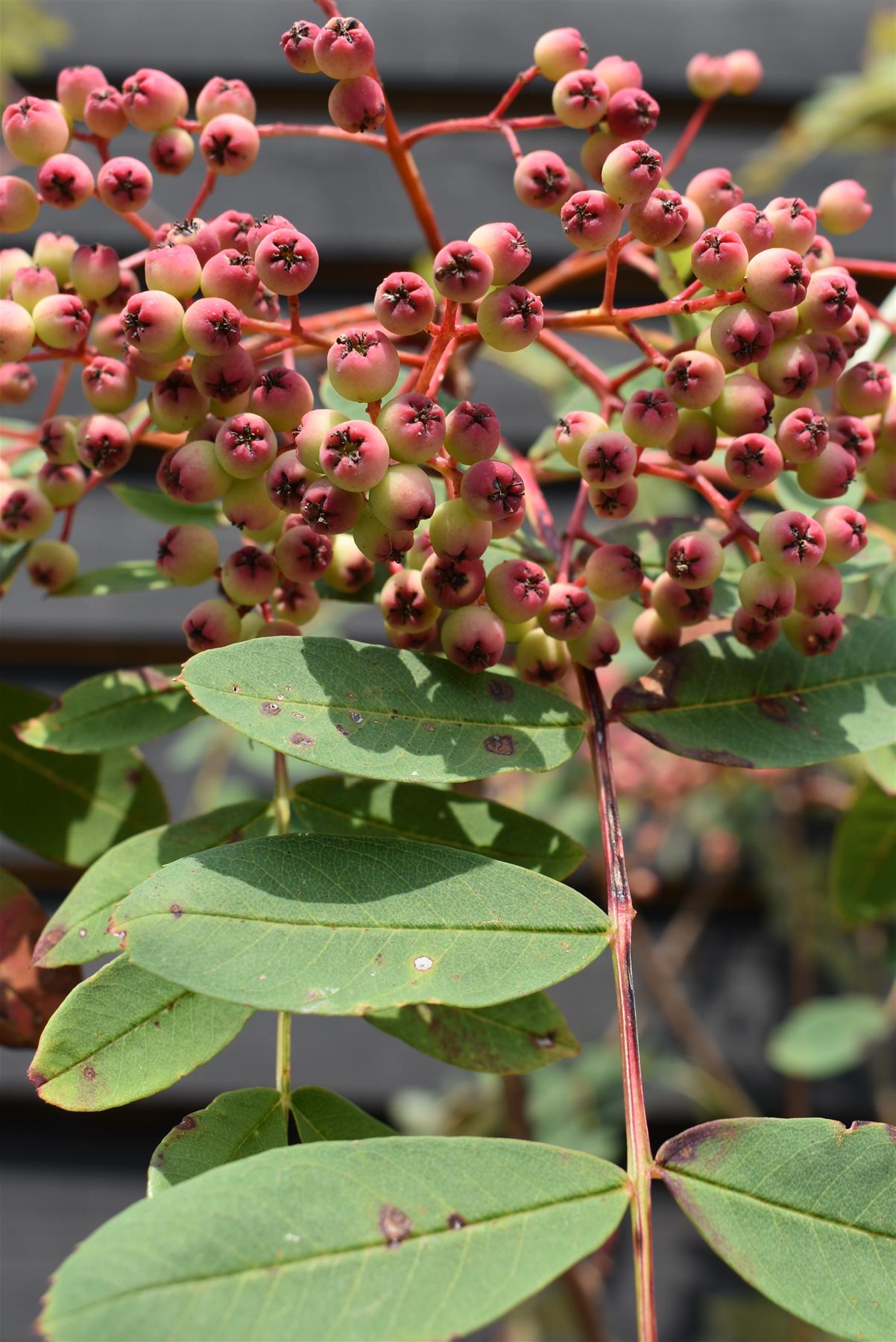 Sorbus pseudohupehensis 'Pink Pagoda' | Chinese Mountain Ash - 220-250cm, 20lt