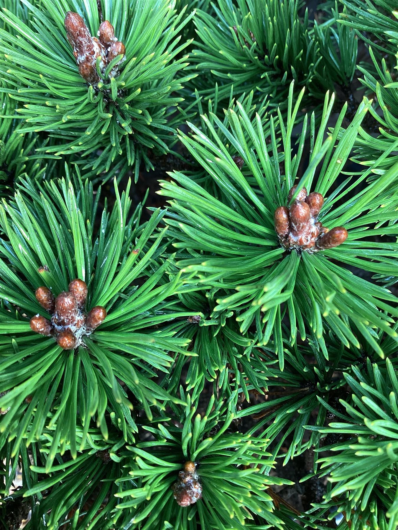 Pinus Mugo 'Mops' | Dwarf mountain pine - 70cm - 25lt