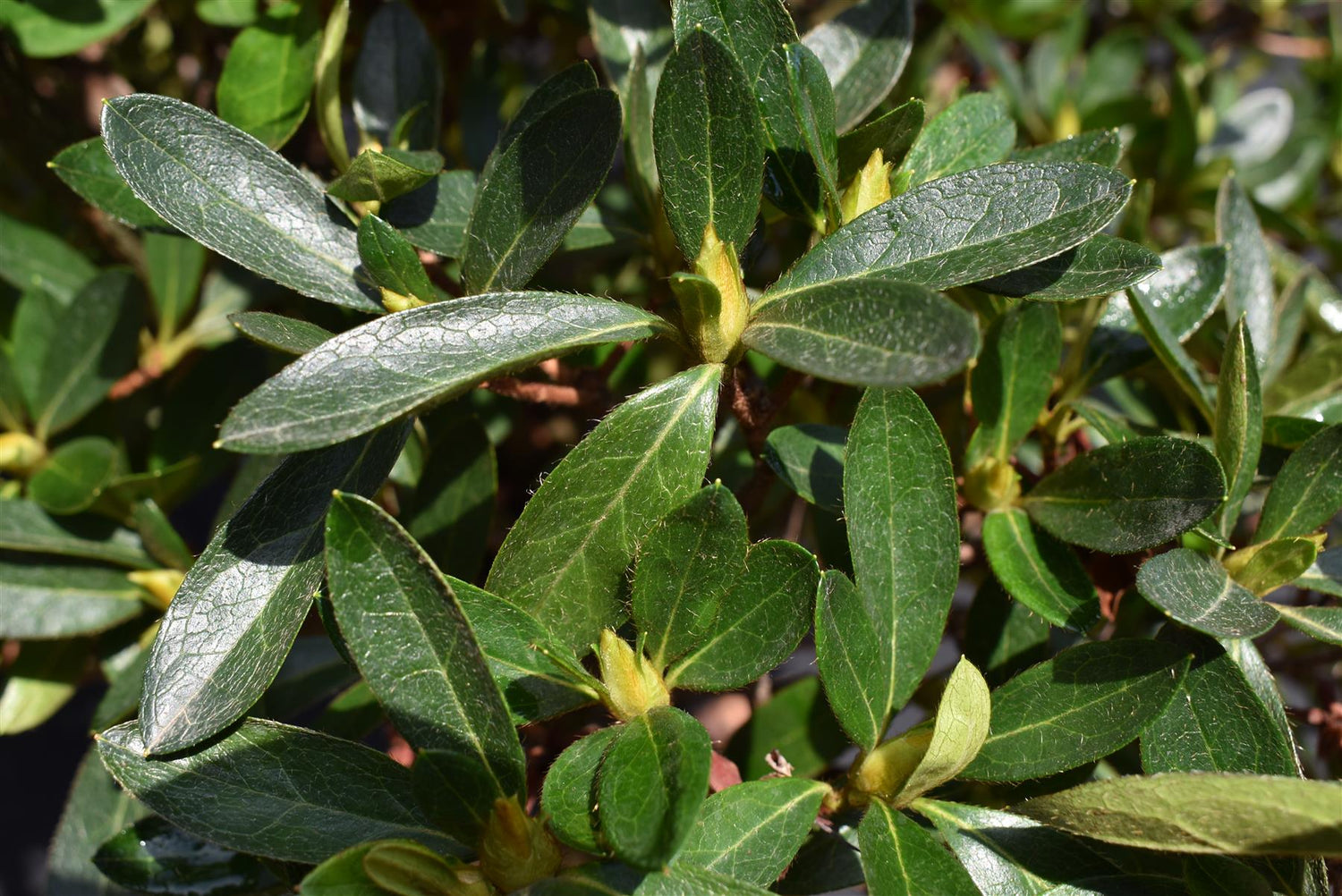 Azalea Japonica Phoenicia - Clear Stem - 130-140cm - 30lt