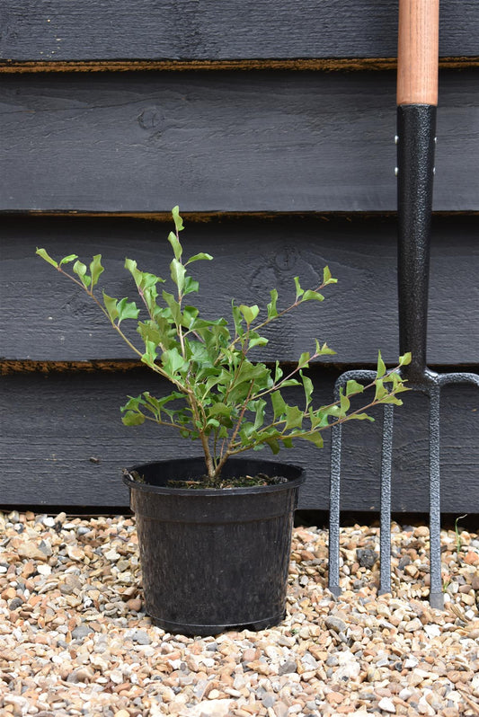 Syringa meyeri 'Palibin' - Shrub - 10-15cm - 3lt