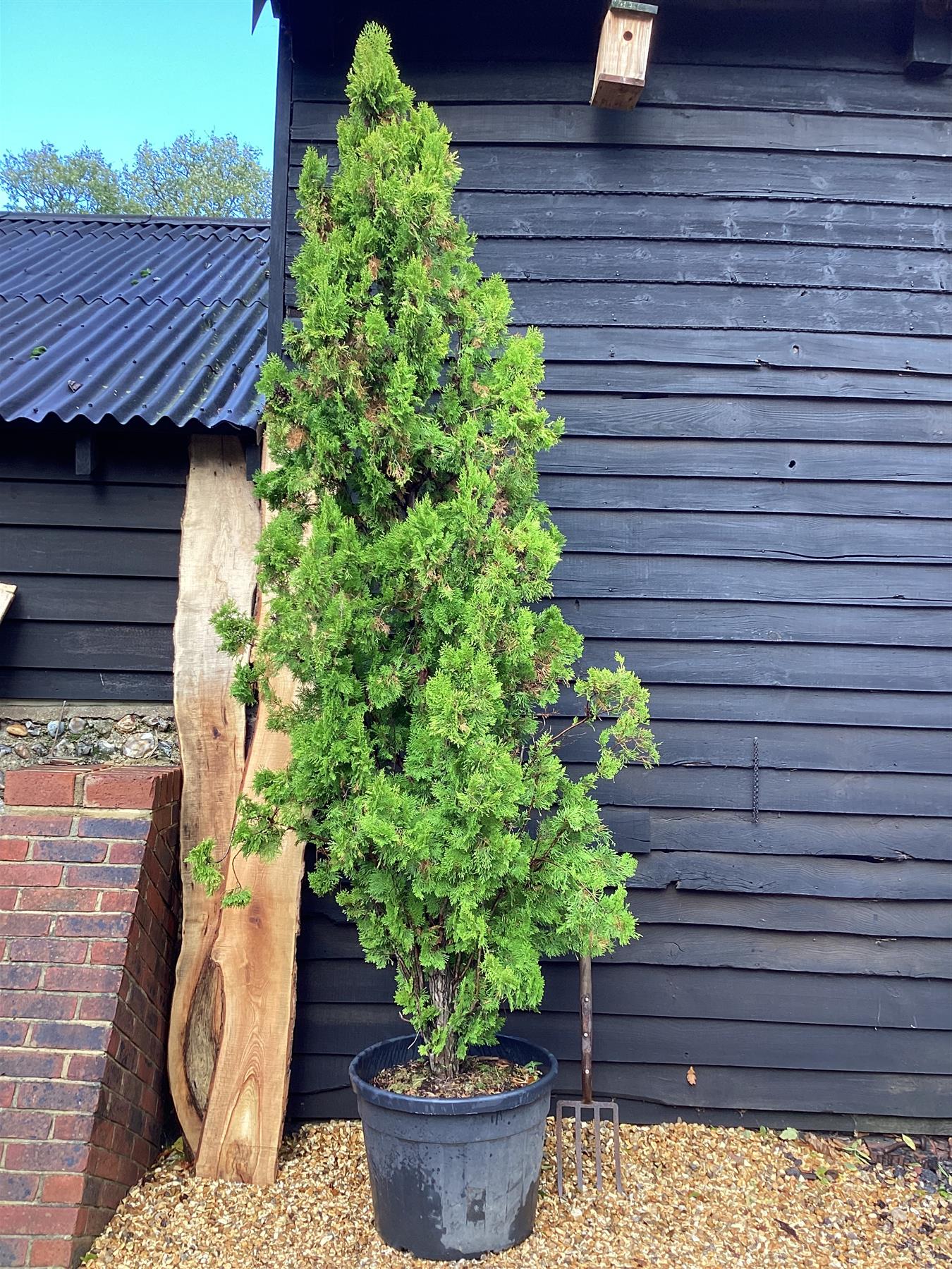 Thuja Occidentalis 'Aurea' | Northern white cedar - 90lt