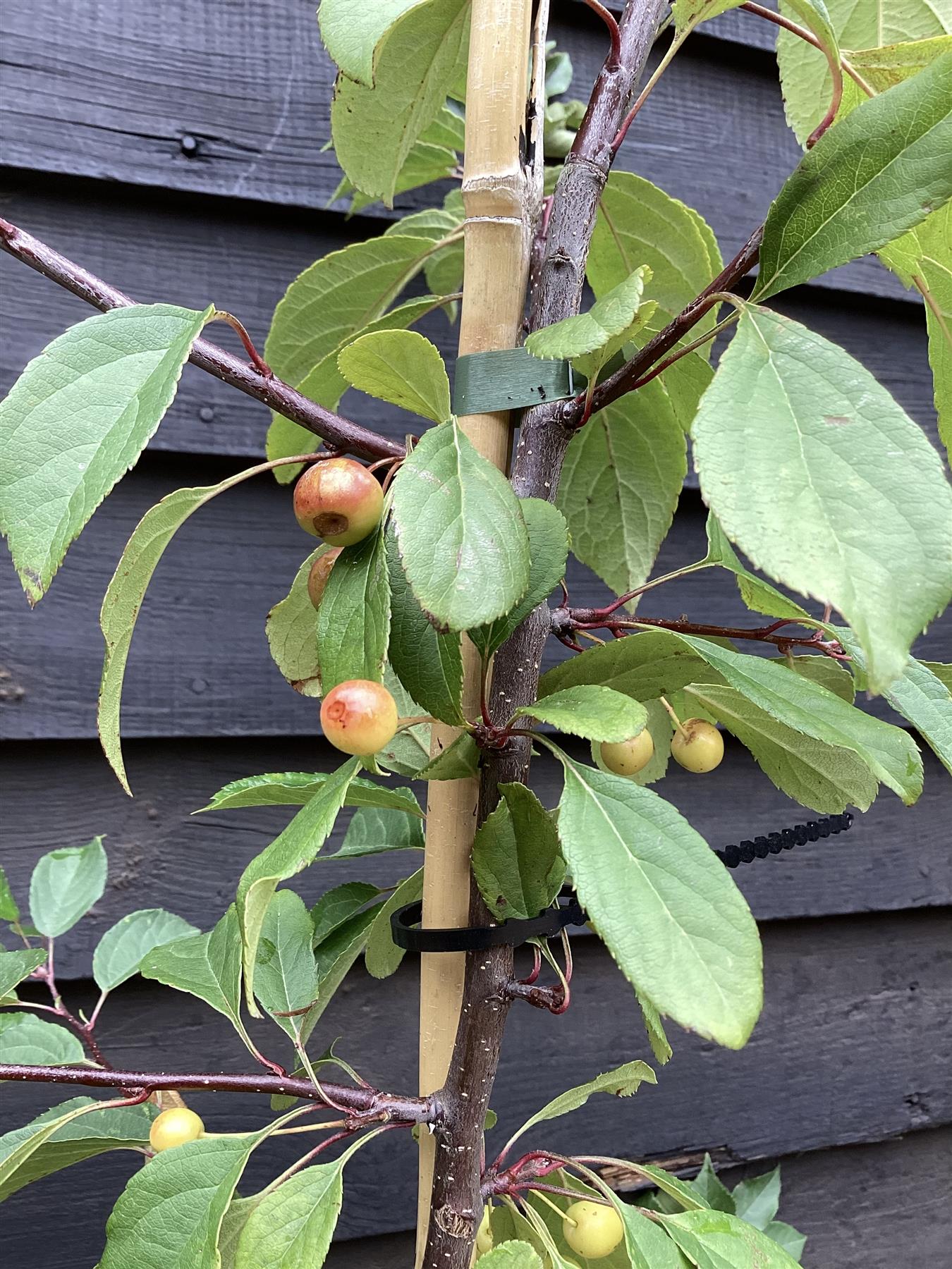 Japanese Crab Apple Tree | Malus Floribunda - 200-250cm, 10lt