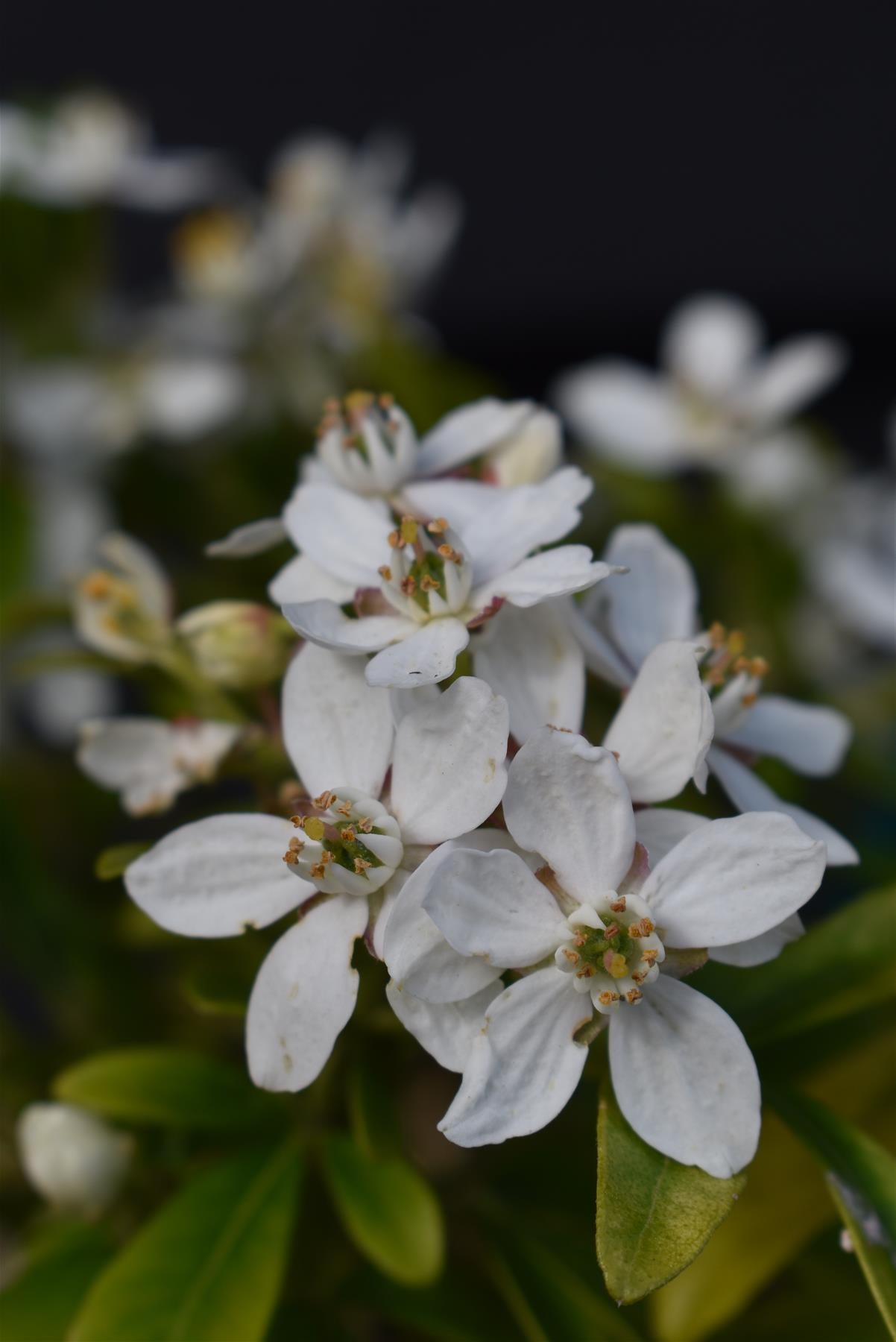 Choisya ternata | Mexican orange blossom - 10-20cm - 3t