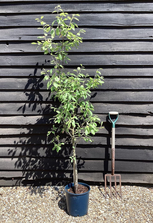 Damson 'Merryweather' | Prunus insititia - 150-170cm - 12lt