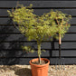 Acer palmatum 'Scolopendrifolium' | Japanese Maple - 120-160cm - 15lt