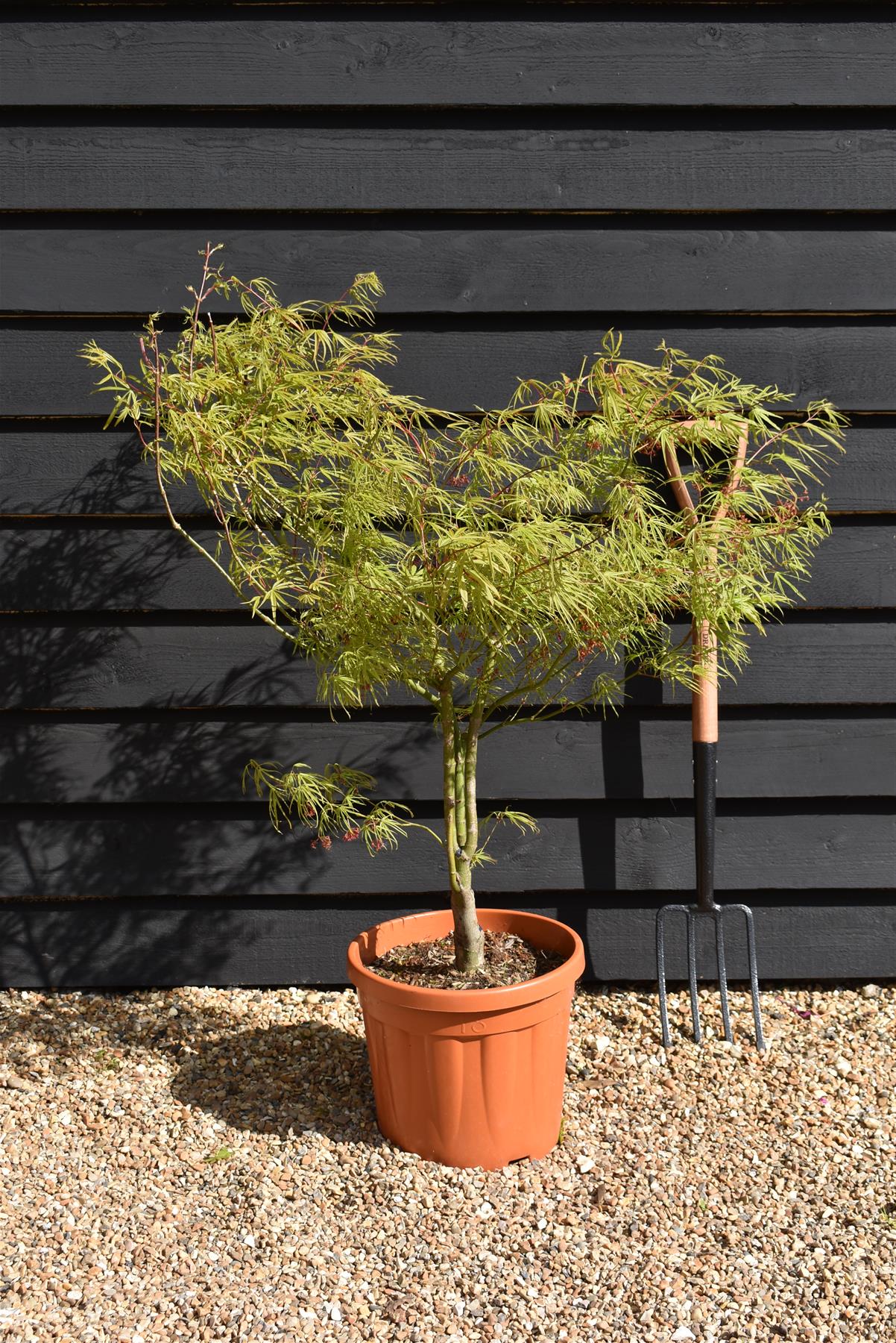 Acer palmatum 'Scolopendrifolium' | Japanese Maple - 120-160cm - 15lt