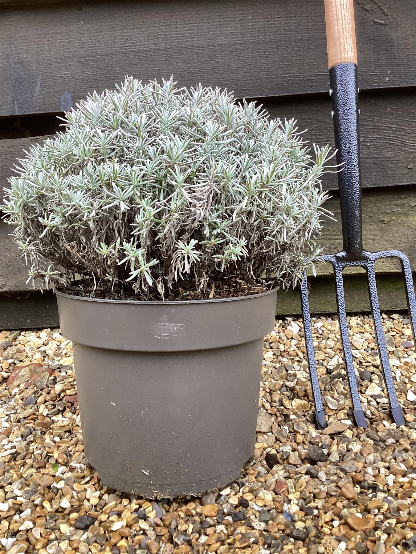 English Lavender | Lavandula angustifolia Hidcote - 7.5lt