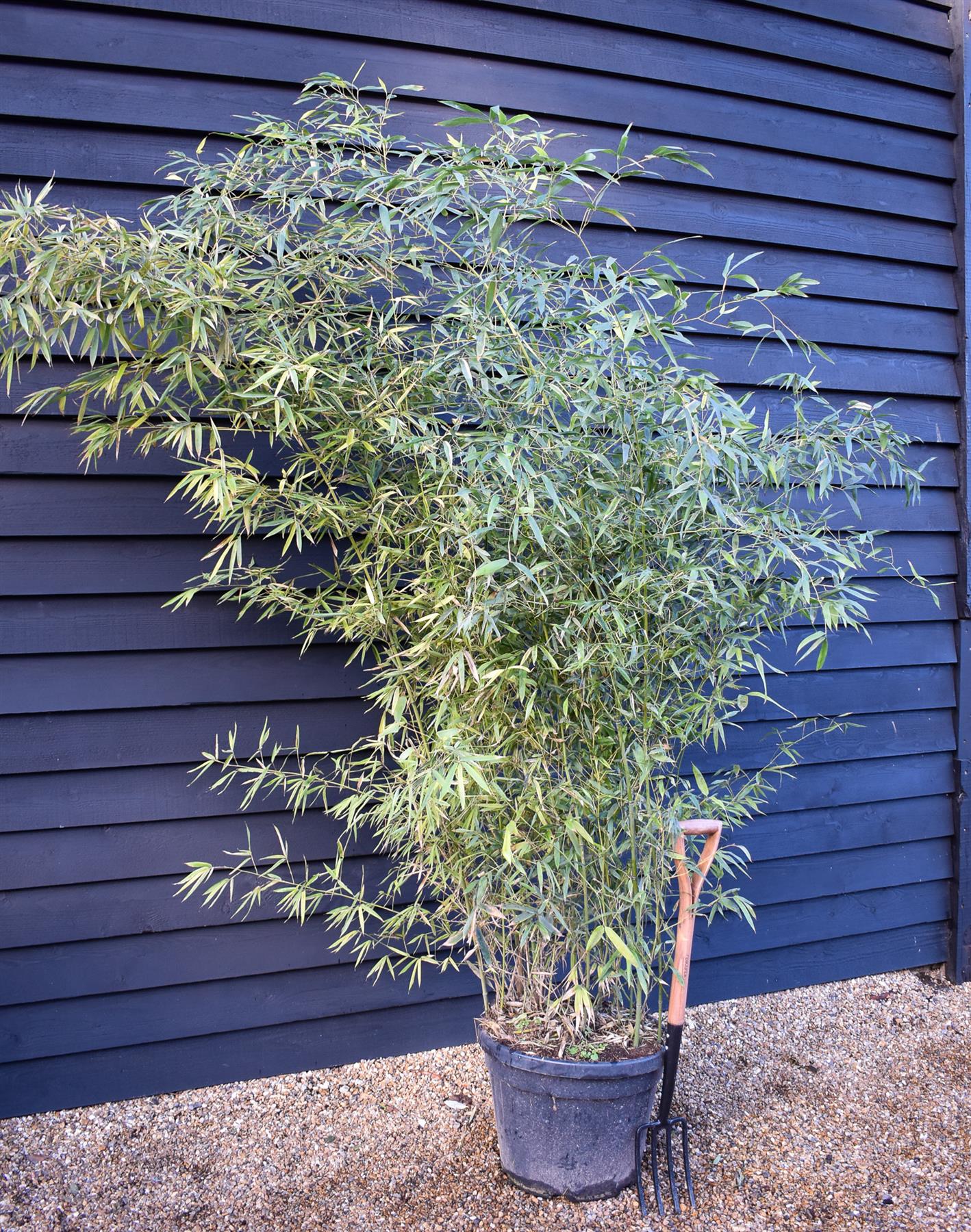 Phyllostachys aurea | Fish-pole bamboo - Height 220-300cm - 30-45lt