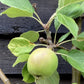 Apple tree 'James Grieve' | Malus domestica - M26 - Dwarfing - Height 140-150cm - 20lt