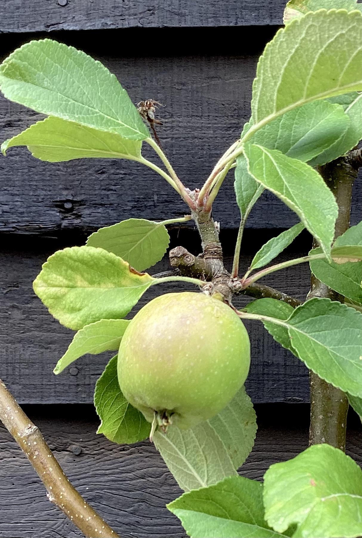 Apple tree 'James Grieve' | Malus domestica - M26 - Dwarfing - Height 140-150cm - 20lt