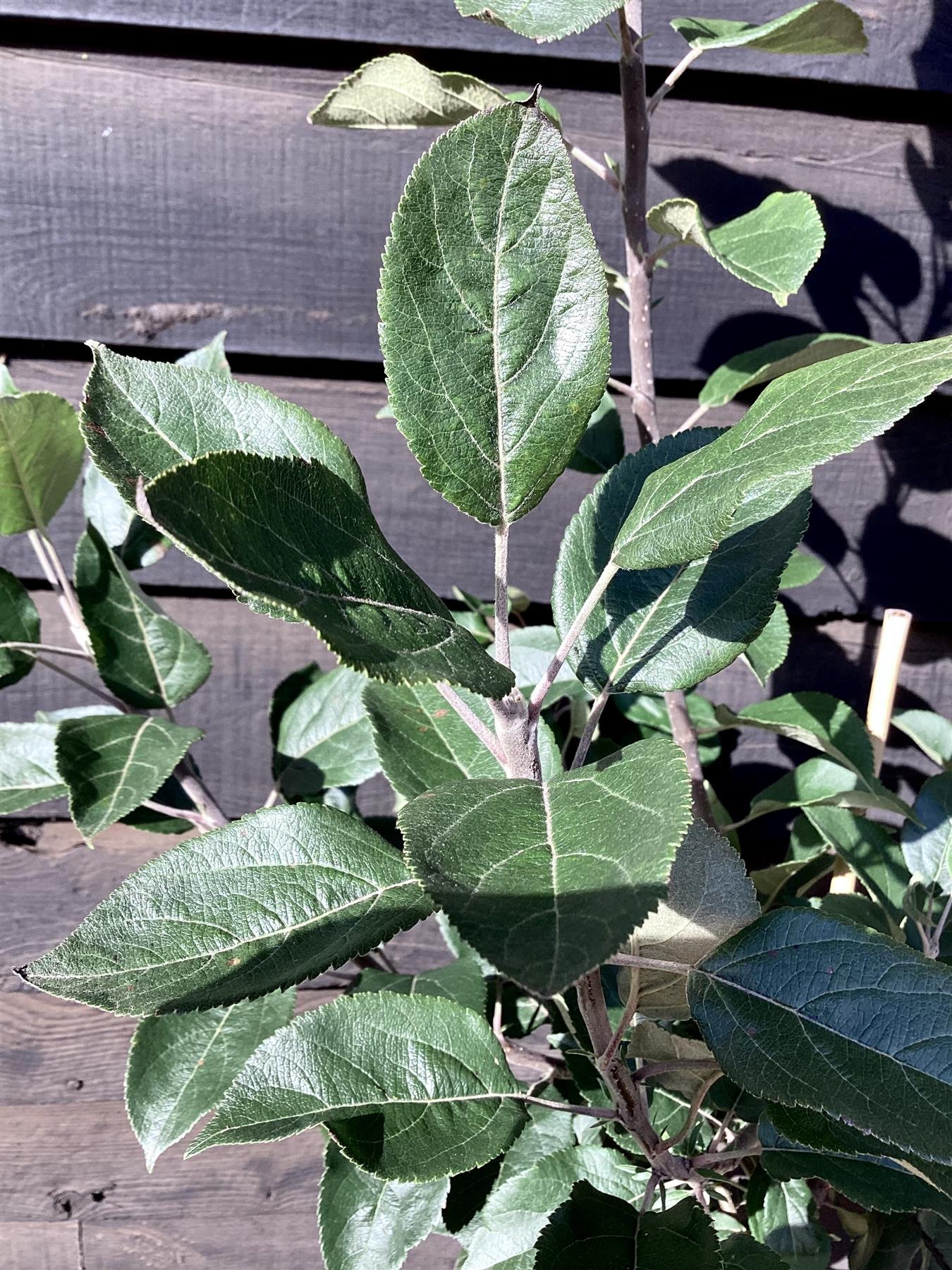 Apple tree 'Discovery' | Malus domestica - MM106 - Semi-Dwarfing - Height 140-150cm - 20lt