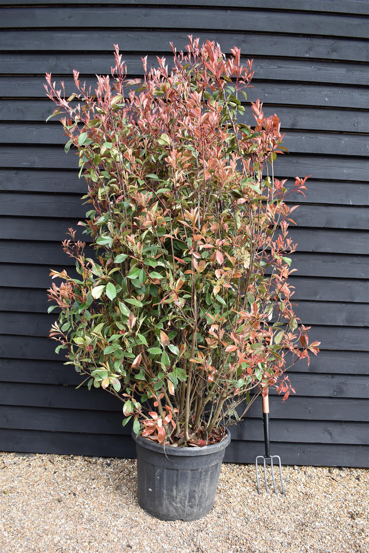 Photinia Louise | Christmas berry 'Louise' - Height - 230-260cm - 70lt