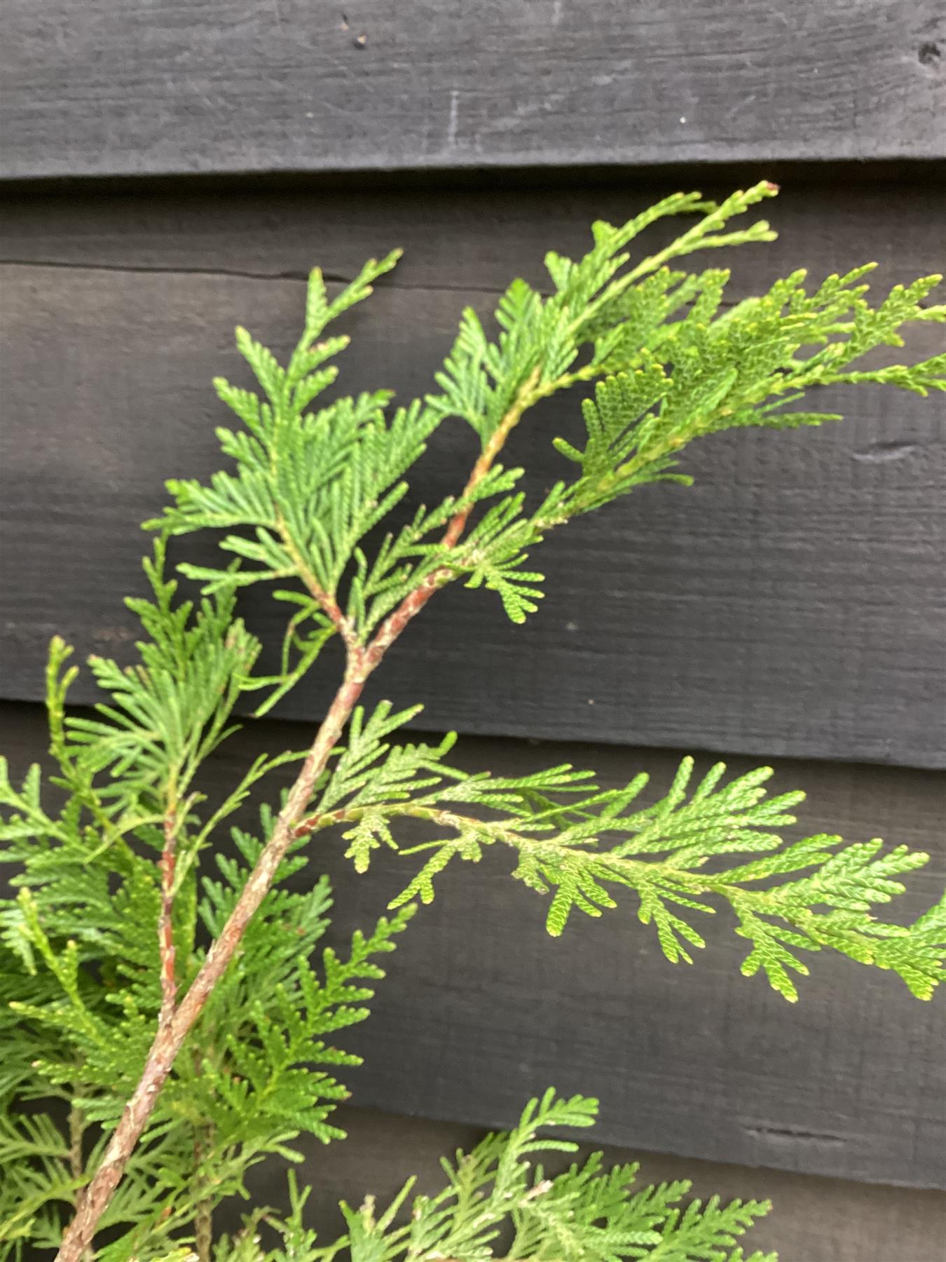 Thuja plicata 'Atrovirens' | Western Red Cedar 'Atrovirens' - 150-250cm, 50lt