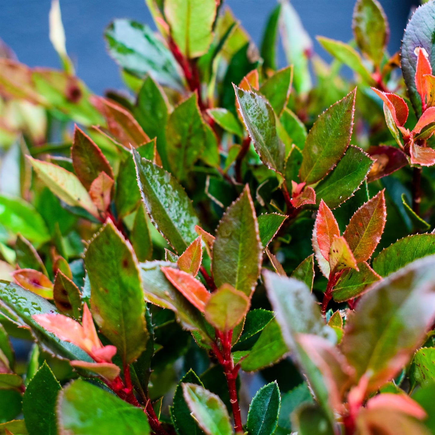 Photinia Chico | Christmas Berry ‘Chico’ - Clear Stem 40cm - 70-100cm - 15lt