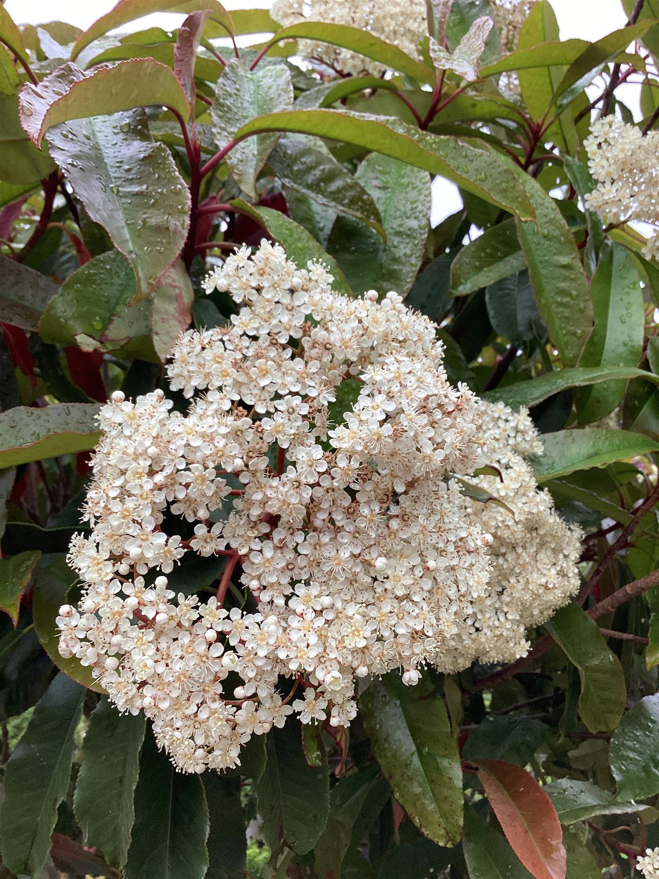 Photinia serratifolia Crunchy | Photinia 'Crunchy' - Height - 180-200cm - 55lt