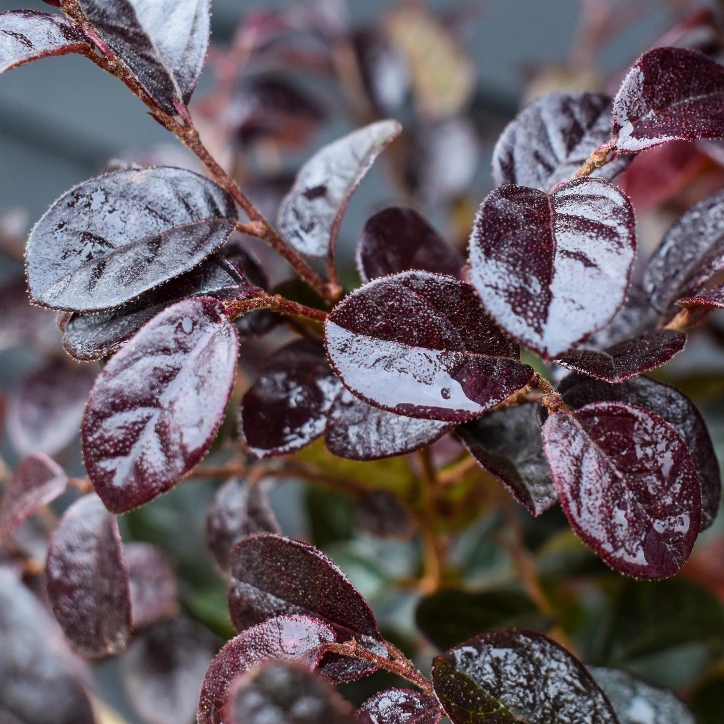 Loropetalum Fede | Chinese Fringe Flower - Half Standard - Height 150cm - 7lt