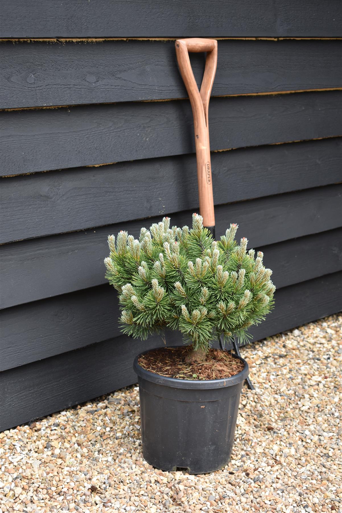 Pinus Mugo 'March' | Dwarf Mountain Pine - Height 40-50cm - Width 30cm - 11lt