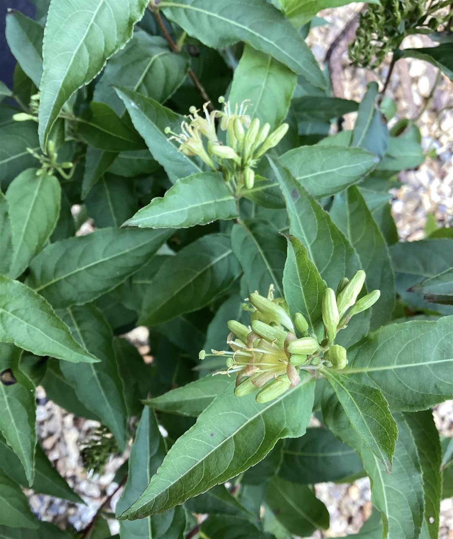 Diervilla sessilifolia 'Butterfly' | Bush Honeysuckle - 12lt