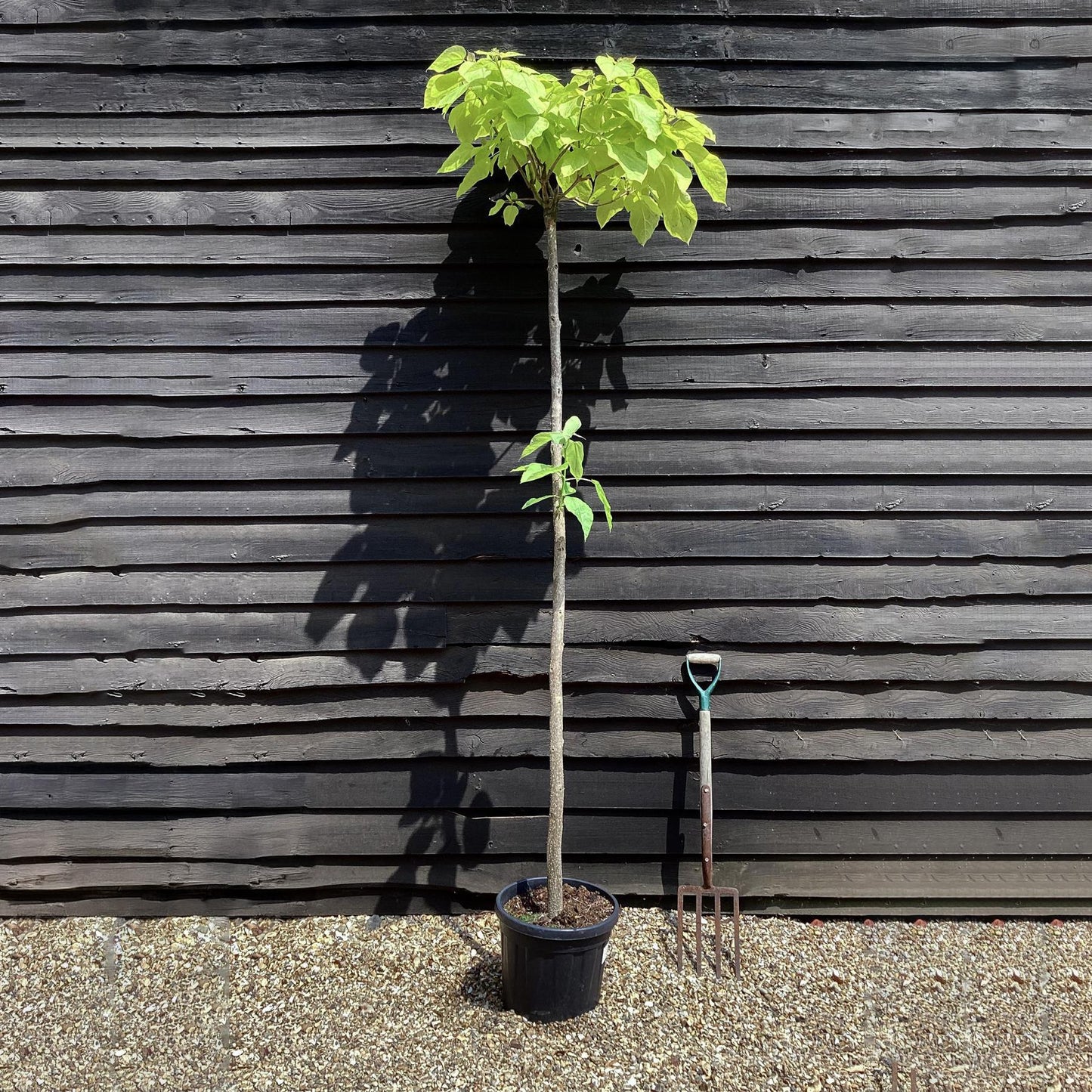 Indian bean tree | Catalpa Bungei  - Girth 8-10cm - Clear Stem 200cm - Top Graft - Height 265-285cm - 20lt