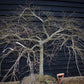 Acer palmatum dissectum | laceleaf Japanese maple -  Clear Stem 55cm - Height 130-140cm - 235lt