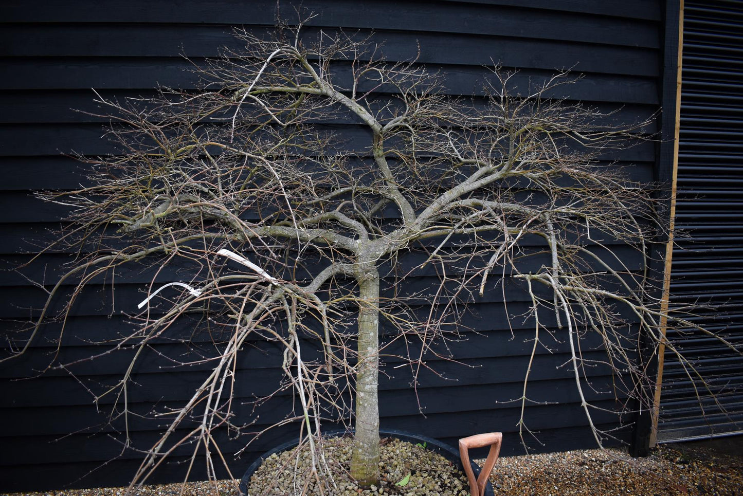 Acer palmatum dissectum | laceleaf Japanese maple -  Clear Stem 55cm - Height 130-140cm - 235lt