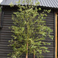 Betula Nigra "Heritage"  - River Birch| Black Birch Cully - Girth 10-12cm - Height - 500-550cm - 75lt