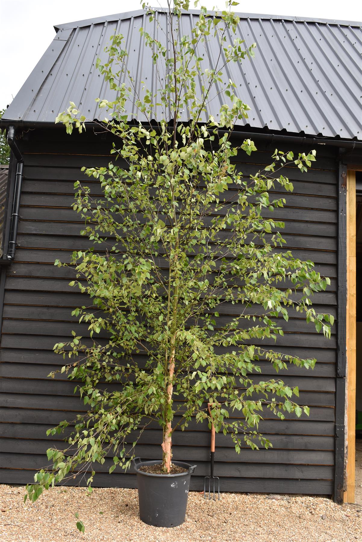 Betula Nigra "Heritage"  - River Birch| Black Birch Cully - Girth 10-12cm - Height - 500-550cm - 75lt