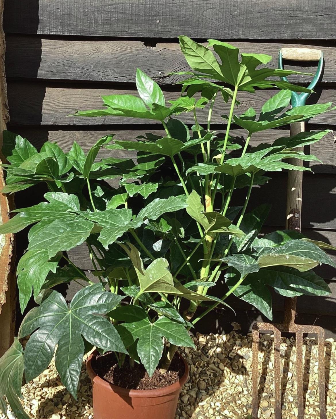 Fatsia Japonica (Japanese aralia) - 50/70cm, 5lt