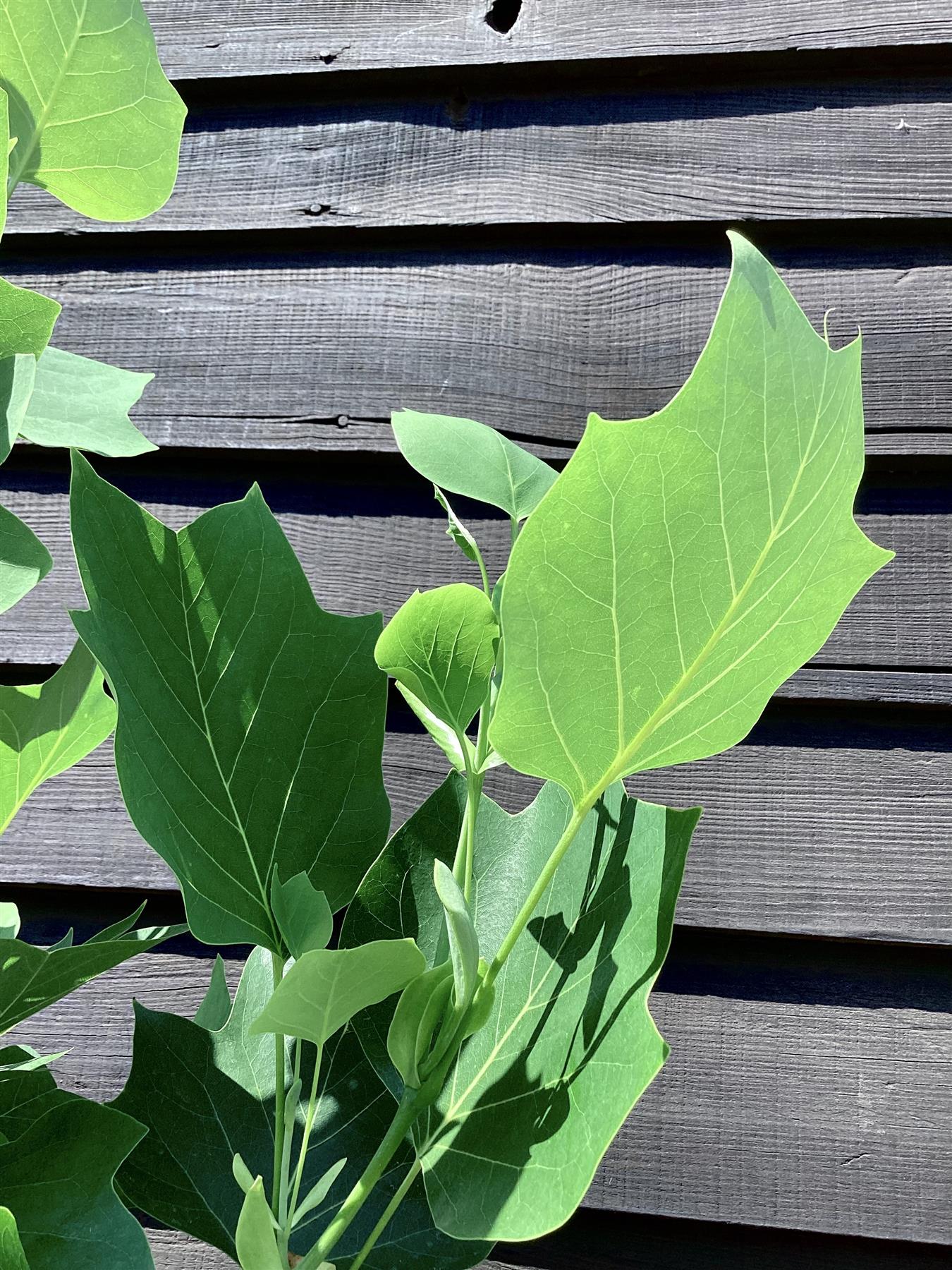 Liriodendron tulipifera 'Fastigiatum' | Tulip Tree 'Fastigiatum' - 200-210cm, 25lt