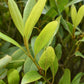 Laurus nobilis | Bay laurel - Clear Stem - 200-220cm - 45lt