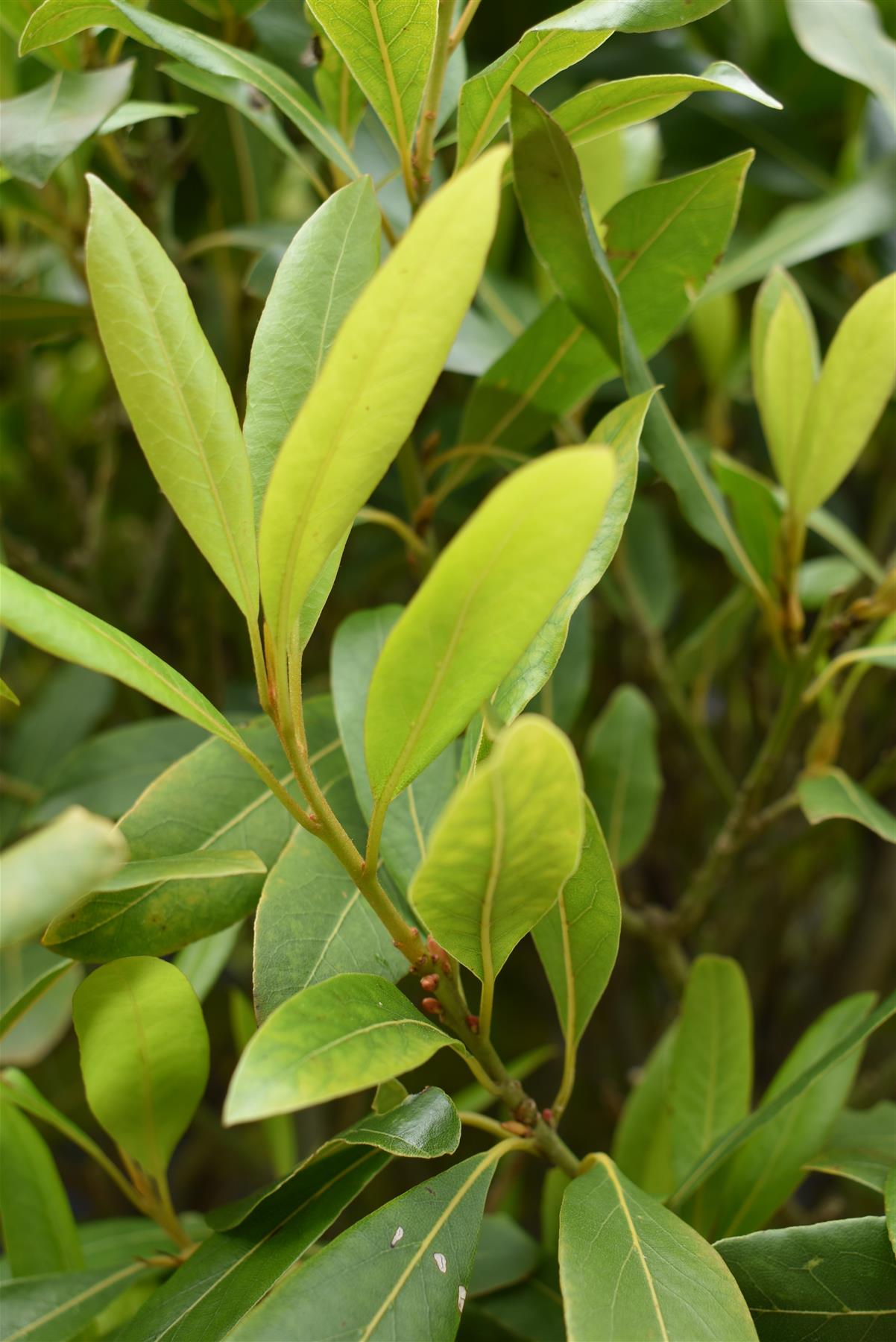 Laurus nobilis | Bay laurel - Clear Stem - 200-220cm - 45lt