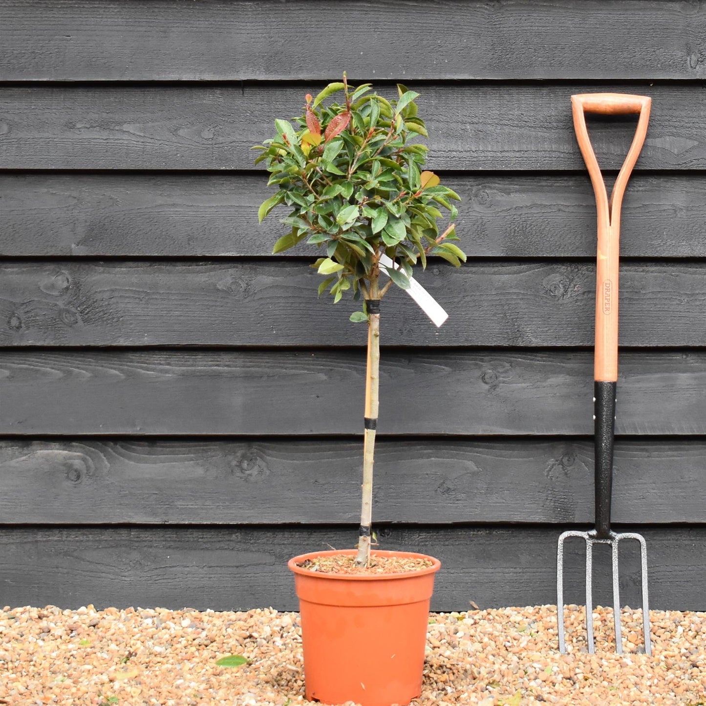 Photinia x fraseri Red Robin | Christmas berry - Small Tree/Shrub - Clear ministem 40cm - Height 80-90cm - 7lt